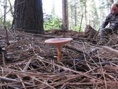 Infundibulicybe squamulosa