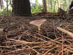 Infundibulicybe squamulosa