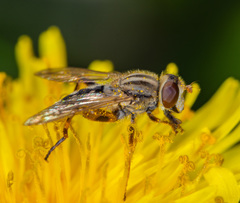Anasimyia