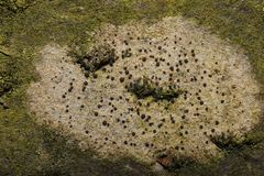 Fungi
