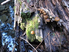 Kuehneromyces lignicola