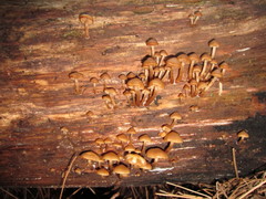 Kuehneromyces lignicola