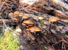 Kuehneromyces lignicola