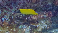 Forcipiger