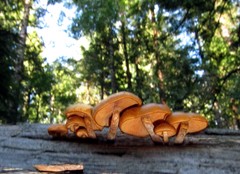 Kuehneromyces lignicola