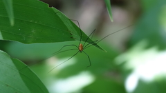 Leiobunum nigropalpi