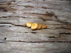 Kuehneromyces lignicola