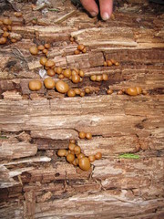 Kuehneromyces lignicola