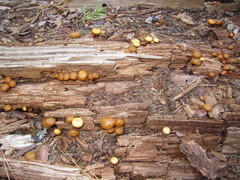 Kuehneromyces lignicola