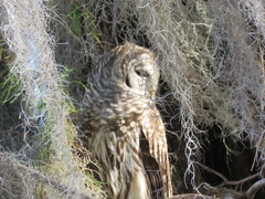 Strix