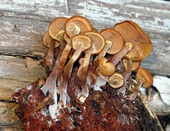 Kuehneromyces lignicola