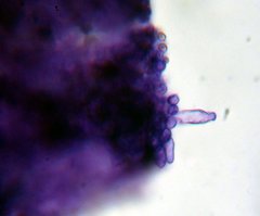 Kuehneromyces lignicola