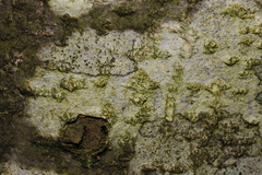 Fungi