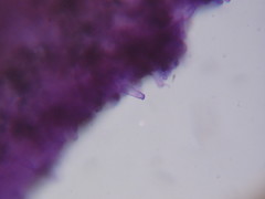 Kuehneromyces lignicola