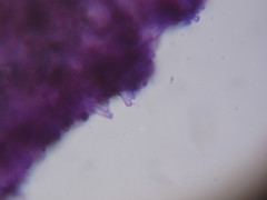 Kuehneromyces lignicola