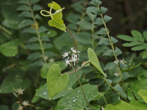 Cynanchum chinense
