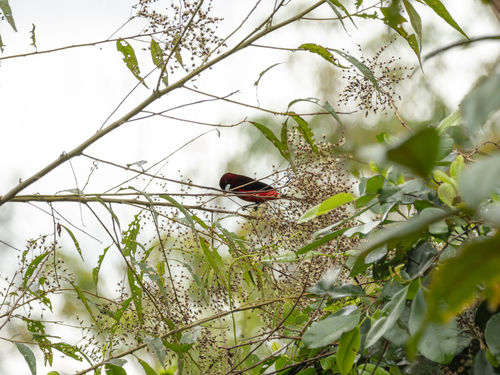 Huallaga Tanager (Ramphocelus melanogaster), photo 5