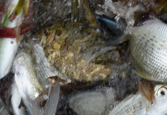 Siganus sutor