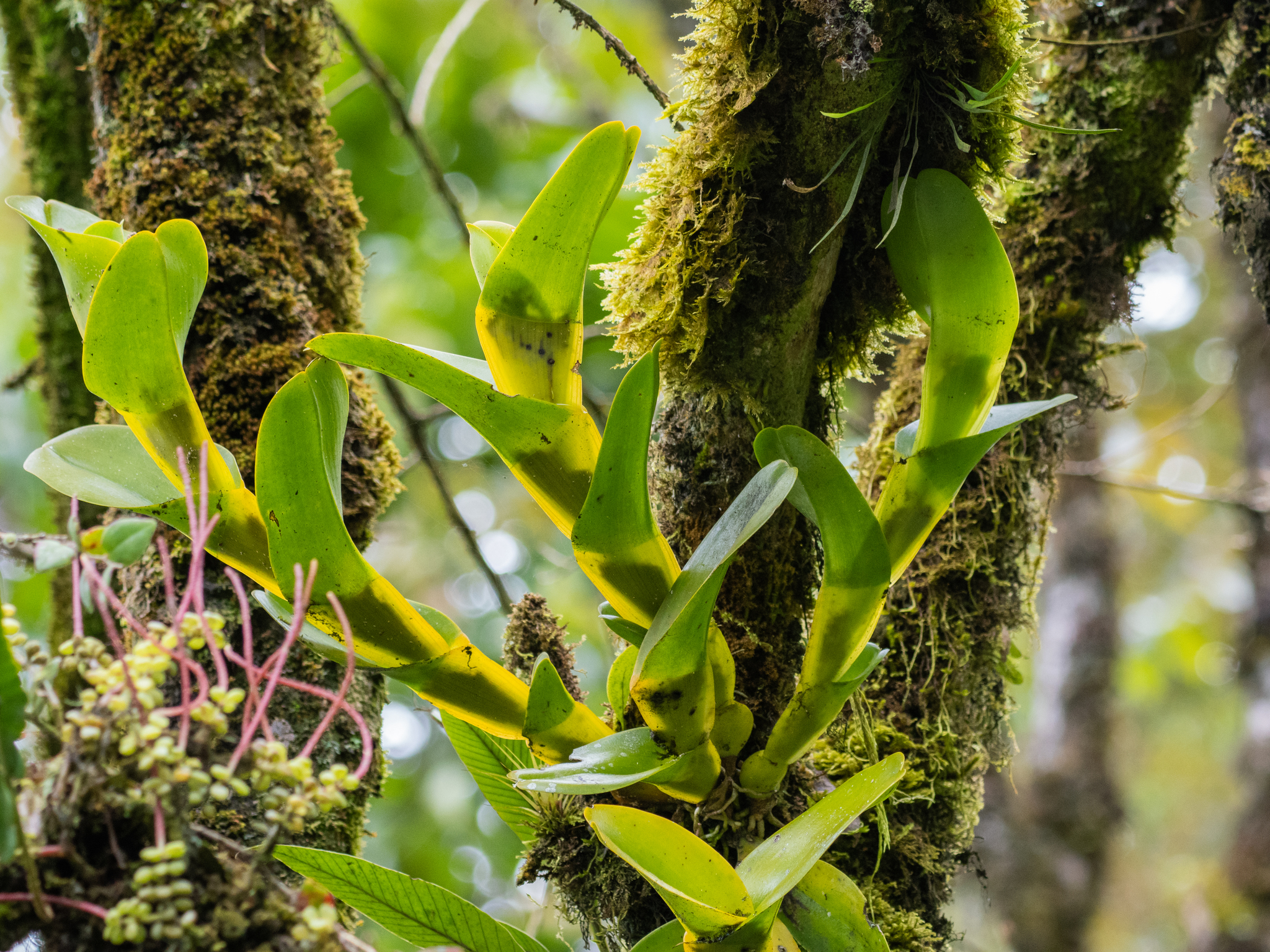 Epidendrum upanodifforme Hágsater & Dodson