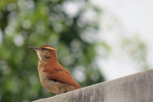 Wing-banded Hornero