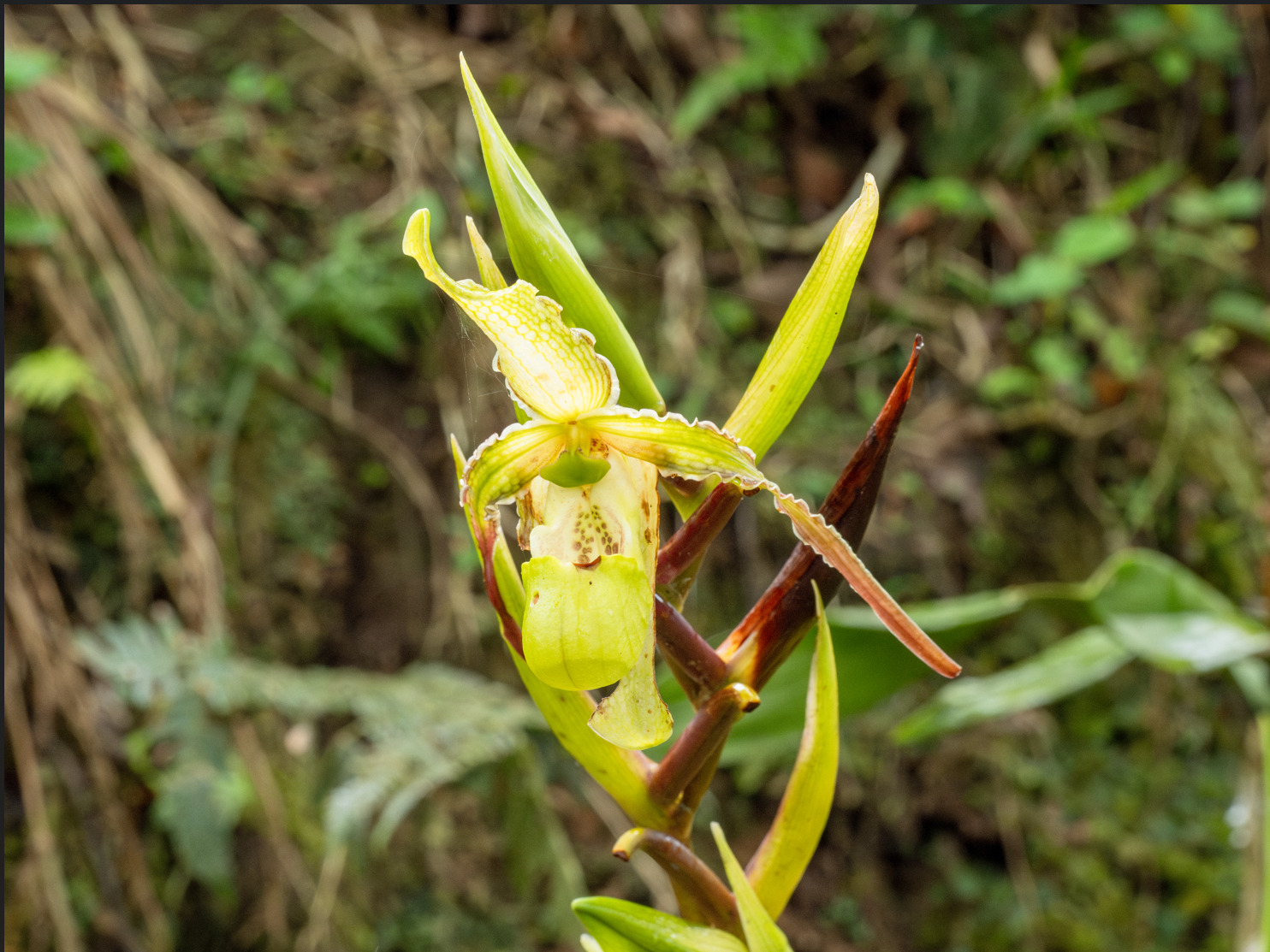 Boissier's Phragmipedium (Phragmipedium boissierianum)