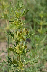 Lagochilus occultiflorus
