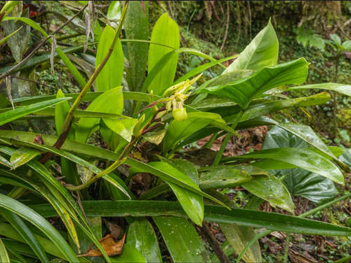 Phragmipedium boissierianum, photograph 1