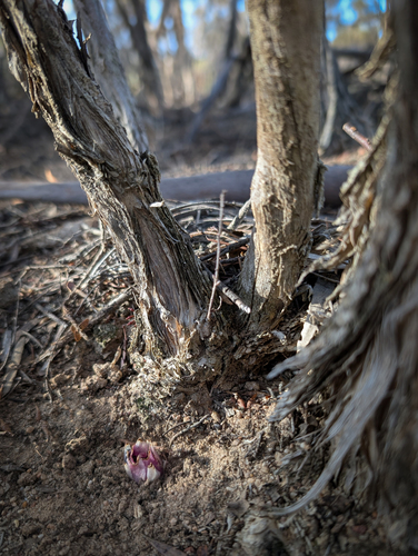 Western Underground Orchid (Rhizanthella gardneri)