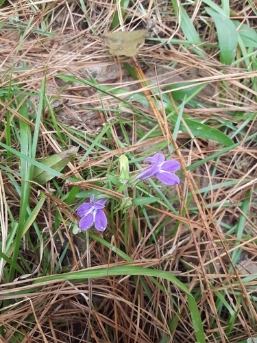 Image of Lobelia reverchonii by (c) Jana Winberg, some rights reserved (CC BY)