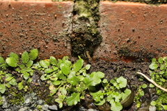 Angiospermae
