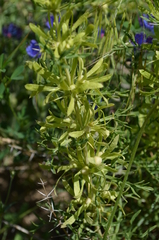 Lagochilus occultiflorus