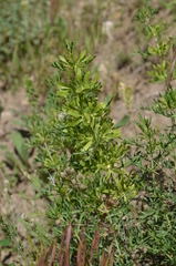 Lagochilus occultiflorus