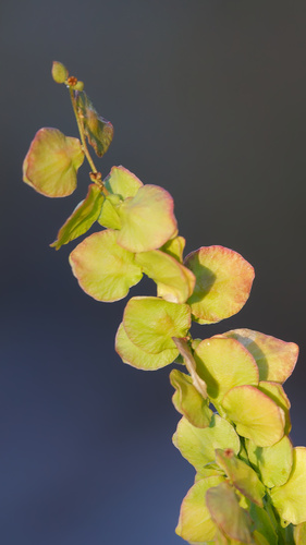 Atriplex hortensis, photograph 6