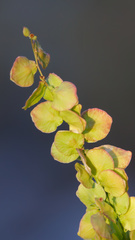 Atriplex hortensis, photograph (c) Daughter Dad, some rights reserved (CC BY)