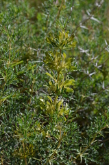 Lagochilus occultiflorus