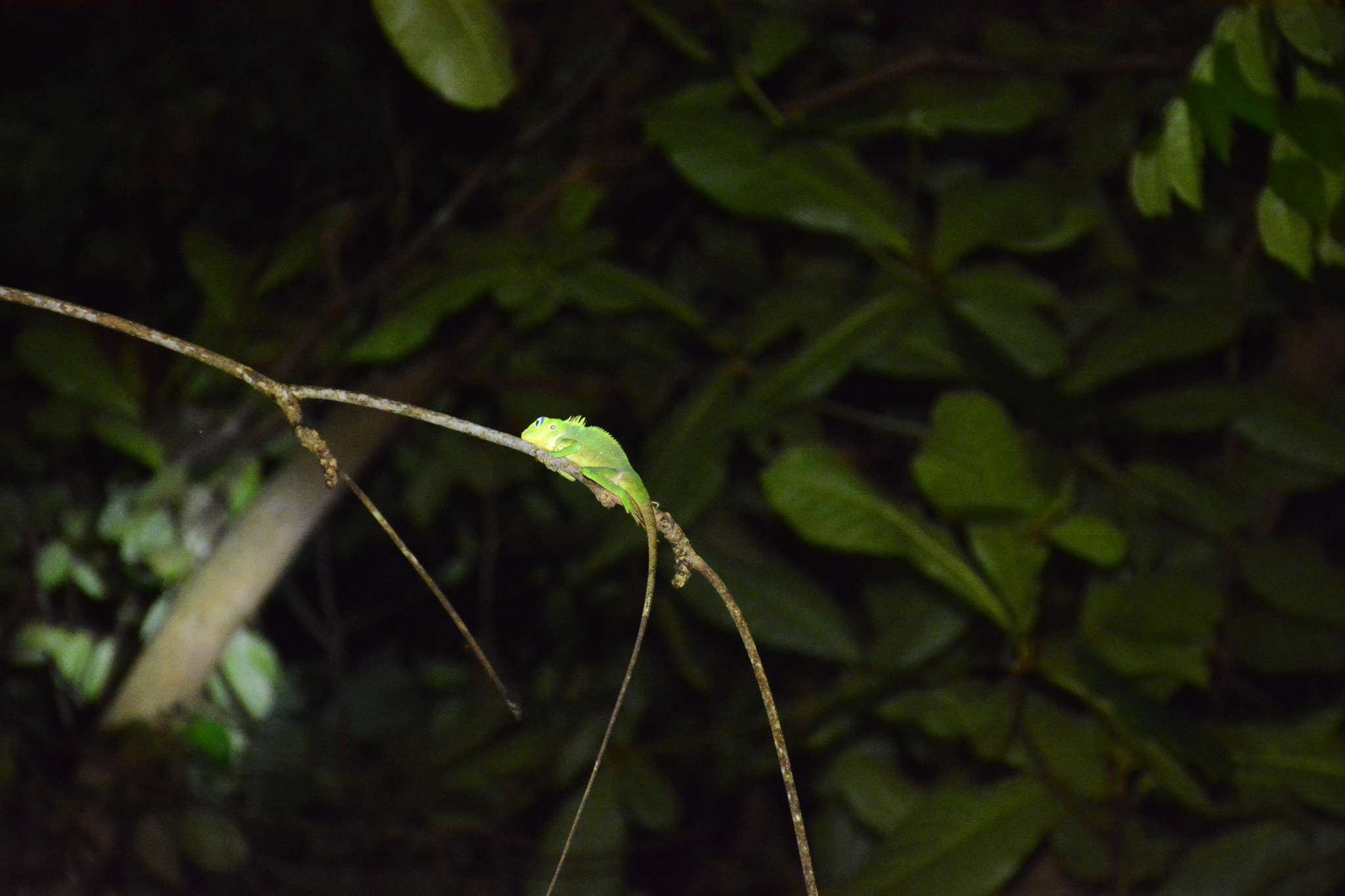 Sulawesi Bloodsucker