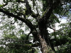 Pseudosamanea guachapele