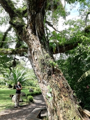 Pseudosamanea guachapele