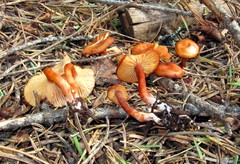 Rhodophana nitellina