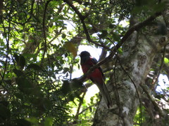 Apaloderma narina narina
