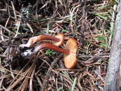 Rhodophana nitellina