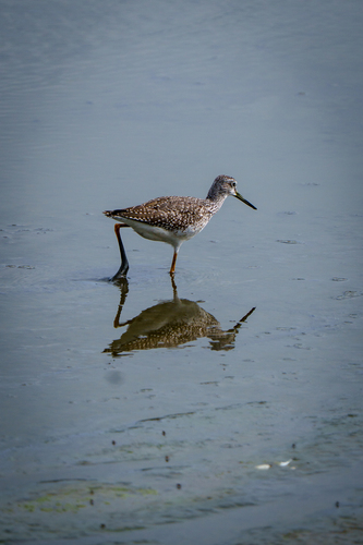 iNaturalist observation photo of Greater Yellowlegs