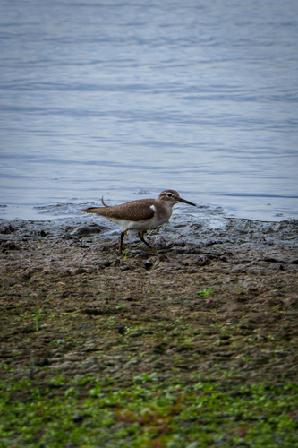 iNaturalist observation photo of Spotted Sandpiper