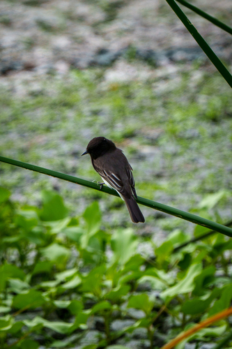 iNaturalist observation photo of Black Phoebe