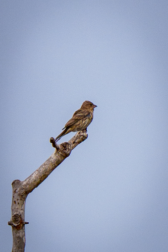 iNaturalist observation photo of House Finch