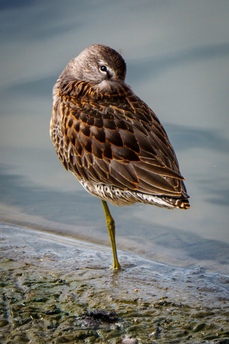 iNaturalist observation photo of Short-billed Dowitcher