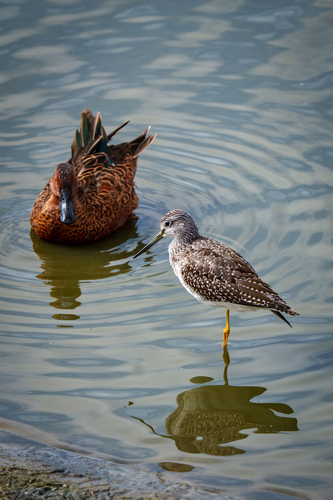iNaturalist observation photo of Cinnamon Teal