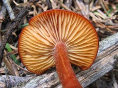 Rhodophana nitellina