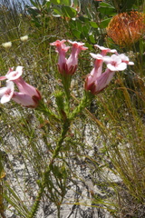 Erica ampullacea