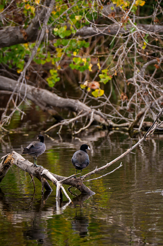 iNaturalist observation photo of American Coot